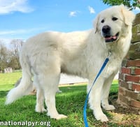 Arlo in KY - A Gentle Soul! - Photo 2