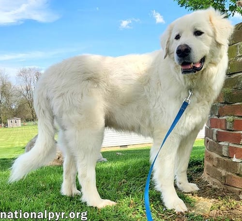 ARLO IN KY - A GENTLE SOUL! - Great Pyrenees available for adoption