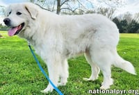 Arlo in KY - A Gentle Soul! - Photo 3