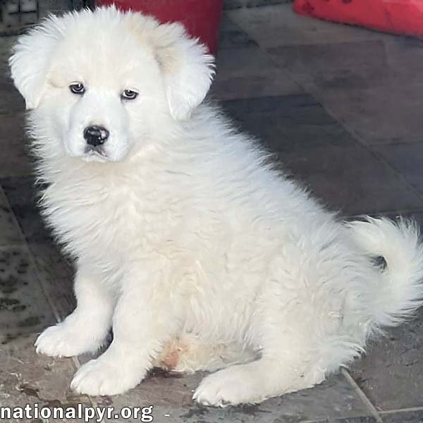 SOPHIA IN OH - HAS A FEARLESS LOVE FOR FUN! - Great Pyrenees available for adoption