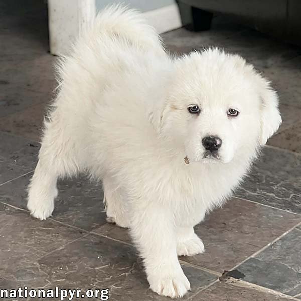 SOPHIA IN OH - HAS A FEARLESS LOVE FOR FUN! - Great Pyrenees available for adoption