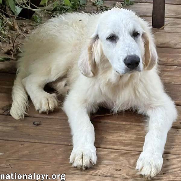 Crispin in VA - Loves To Be Brushed! Image