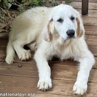 Crispin in VA - Loves To Be Brushed! - Photo 1