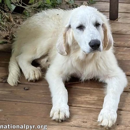 CRISPIN IN VA - LOVES TO BE BRUSHED! - Great Pyrenees / Bloodhound available for adoption