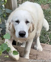 Crispin in VA - Loves To Be Brushed! - Photo 3