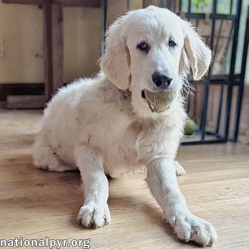 CRISPIN IN VA - LOVES TO BE BRUSHED! - Great Pyrenees / Bloodhound available for adoption