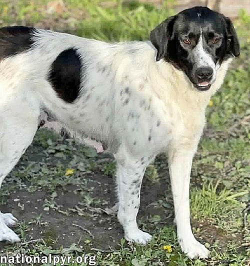 NOODLE IN OH - WONDERFUL WITH EVERYONE! - Great Pyrenees / Border Collie available for adoption