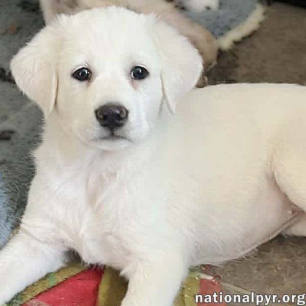 Fettuccine in OH - Incredibly Inquisitive! Image