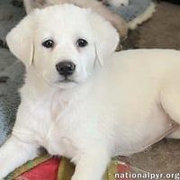 Fettuccine in OH - Incredibly Inquisitive! - Photo 1