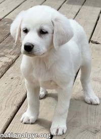 Fettuccine in OH - Incredibly Inquisitive! - Photo 2