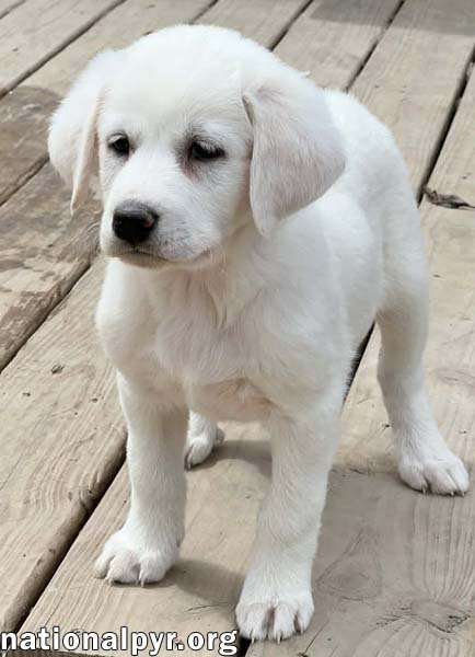 FETTUCCINE IN OH - INCREDIBLY INQUISITIVE! - Great Pyrenees / Border Collie available for adoption