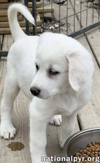 Fettuccine in OH - Incredibly Inquisitive! - Photo 3