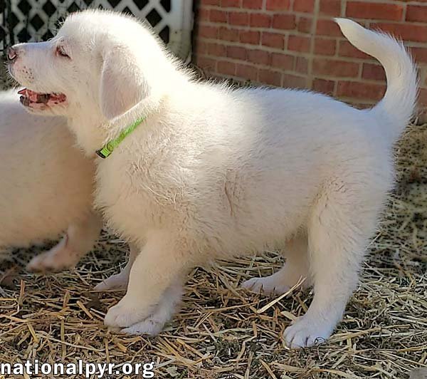 Asuko in KY - Loves Squeaky Toys! - Photo 3