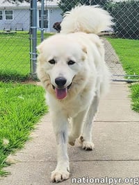 Fluff in KY - Sweet & Gentle Guardian! - Photo 3