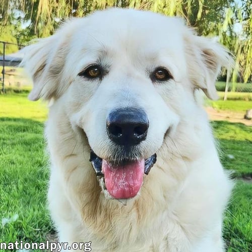 FLUFF IN KY - SWEET & GENTLE GUARDIAN! - Great Pyrenees available for adoption