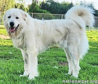 Fluff in KY - Sweet & Gentle Guardian! - Photo 2