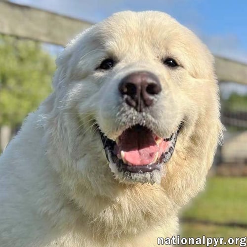 GEMINI IN GA - A SWEET GENTLEMAN!