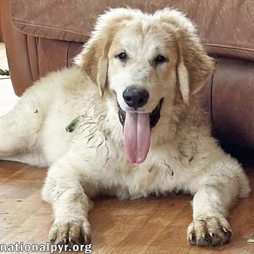 RUSSET IN VA - LAID-BACK, GOOFY CHARMER! - Great Pyrenees / Bloodhound available for adoption