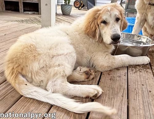 RUSSET IN VA - LAID-BACK, GOOFY CHARMER! - Great Pyrenees / Bloodhound available for adoption