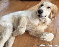 Russet in VA - Laid-back, Goofy Charmer! - Photo 3