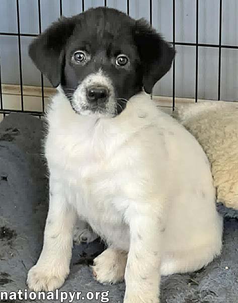 ANGEL IN OH - AN INDEPENDENT SWEETHEART! - Great Pyrenees / Border Collie available for adoption