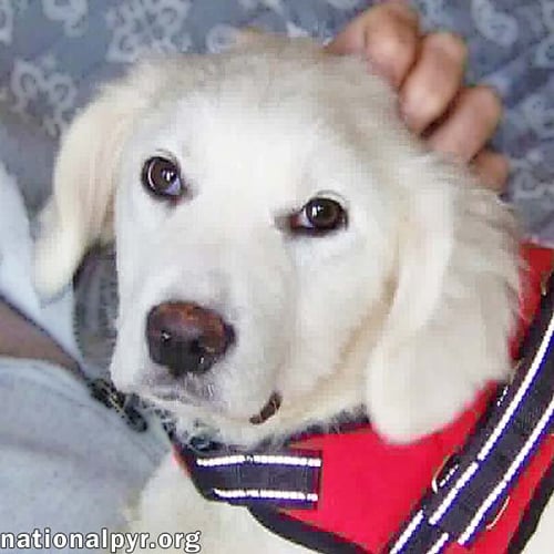 MAPLE IN NJ - LOVES SQUEAKY TOYS & CAR RIDES! - Great Pyrenees available for adoption