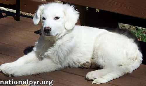 MAPLE IN NJ - LOVES SQUEAKY TOYS & CAR RIDES! - Great Pyrenees available for adoption