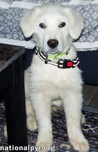 Maple in NJ - Loves Squeaky Toys & Car Rides! - Photo 3