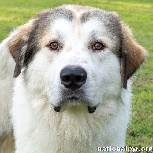 JOHN ADAMS IN TN - LEANS IN FOR AFFECTION! - Great Pyrenees available for adoption