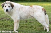 John Adams in TN - Leans In For Affection! - Photo 3
