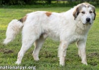 John Adams in TN - Leans In For Affection! - Photo 2