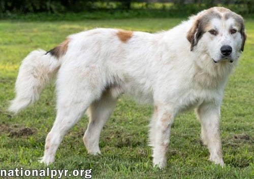 JOHN ADAMS IN TN - LEANS IN FOR AFFECTION! - Great Pyrenees available for adoption