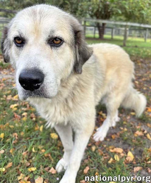BAYLEE IN GA - LOVES PUP CUPS! - Great Pyrenees available for adoption