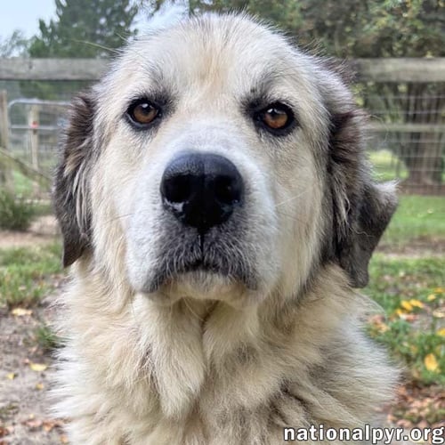BAYLEE IN GA - LOVES PUP CUPS! - Great Pyrenees available for adoption