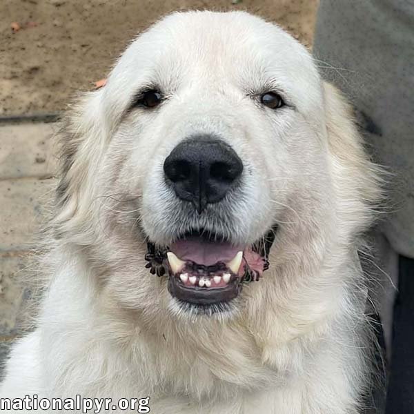 TED IN TN - VELCRO LOVER BOY! - Great Pyrenees available for adoption