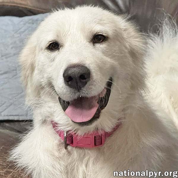 Cinderella in OH - Princess Pyr Sweetheart! Image