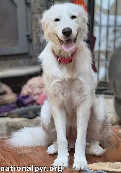 CINDERELLA IN OH - PRINCESS PYR SWEETHEART! - Great Pyrenees available for adoption