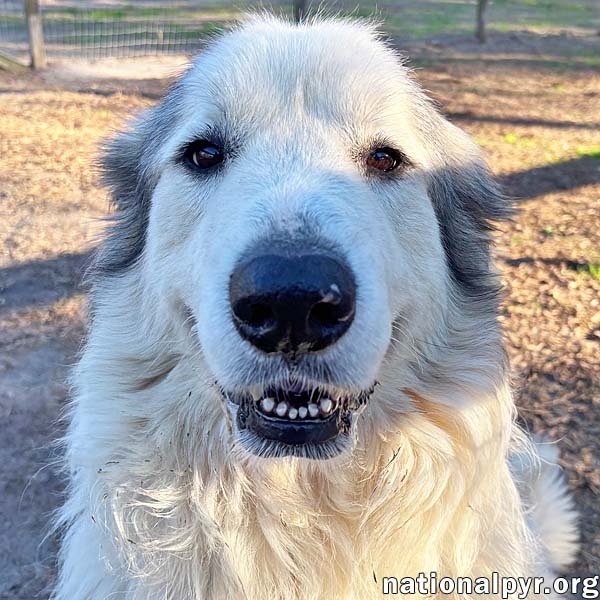 THOR IN GA - LOVES TO SNUGGLE & WATCH MOVIES! - Great Pyrenees available for adoption