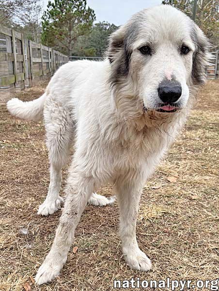 THOR IN GA - LOVES TO SNUGGLE & WATCH MOVIES! - Great Pyrenees available for adoption
