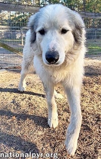 Thor in GA - Gentle & Affectionate! - Photo 3