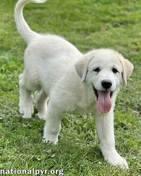 SHULKER IN OH - CONFIDENT & PEOPLE-LOVING! - Great Pyrenees available for adoption