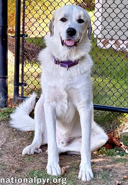 ROO ROO IN CT - ADORES ATTENTION! - Great Pyrenees available for adoption