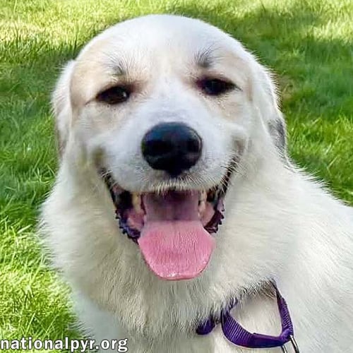 ROO ROO IN CT - ADORES ATTENTION! - Great Pyrenees available for adoption