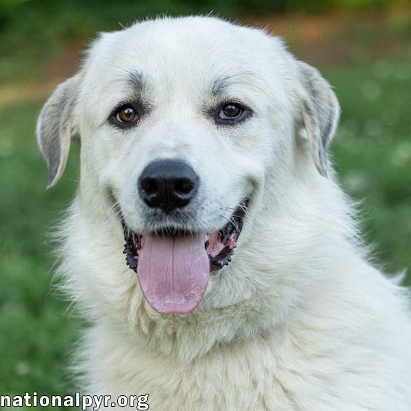 Roo Roo in CT - Adores Attention! Image