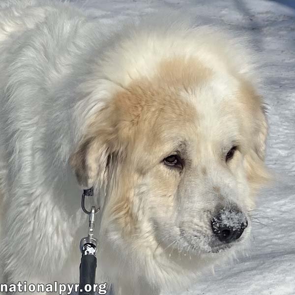 LEON IN NJ - LOVES TO BOUNCE IN THE SNOW! - Great Pyrenees available for adoption