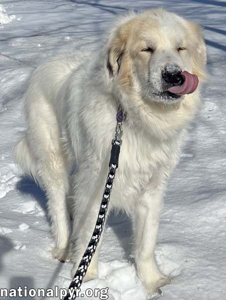 LEON IN NJ - LOVES TO BOUNCE IN THE SNOW! - Great Pyrenees available for adoption