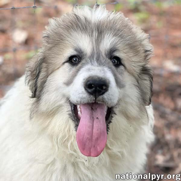 Wither in OH - Goofy & Affectionate! Image