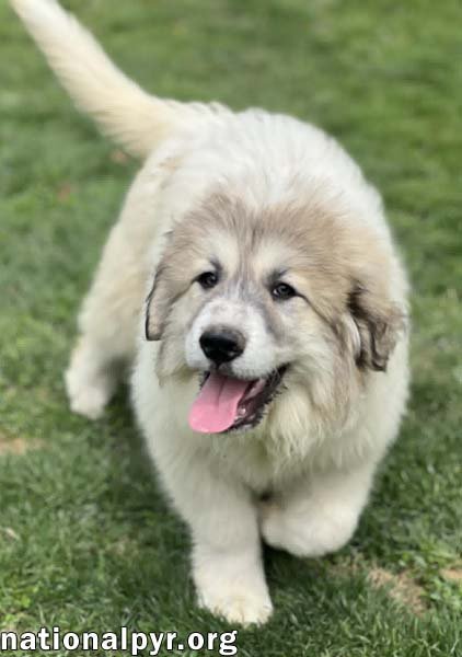 WITHER IN OH - GOOFY & AFFECTIONATE! - Great Pyrenees available for adoption