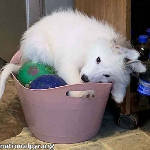 OREO IN KY - LOVES TO BE HELD! - Great Pyrenees available for adoption