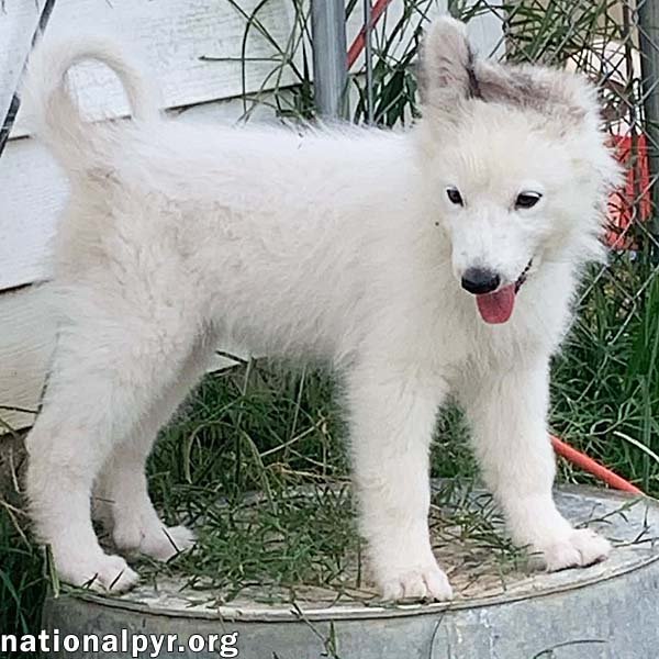 Oreo in KY - Loves To Be Held! Image